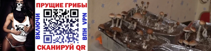 Галлюциногенные грибы мухоморы  Купить где  Тюкалинск 